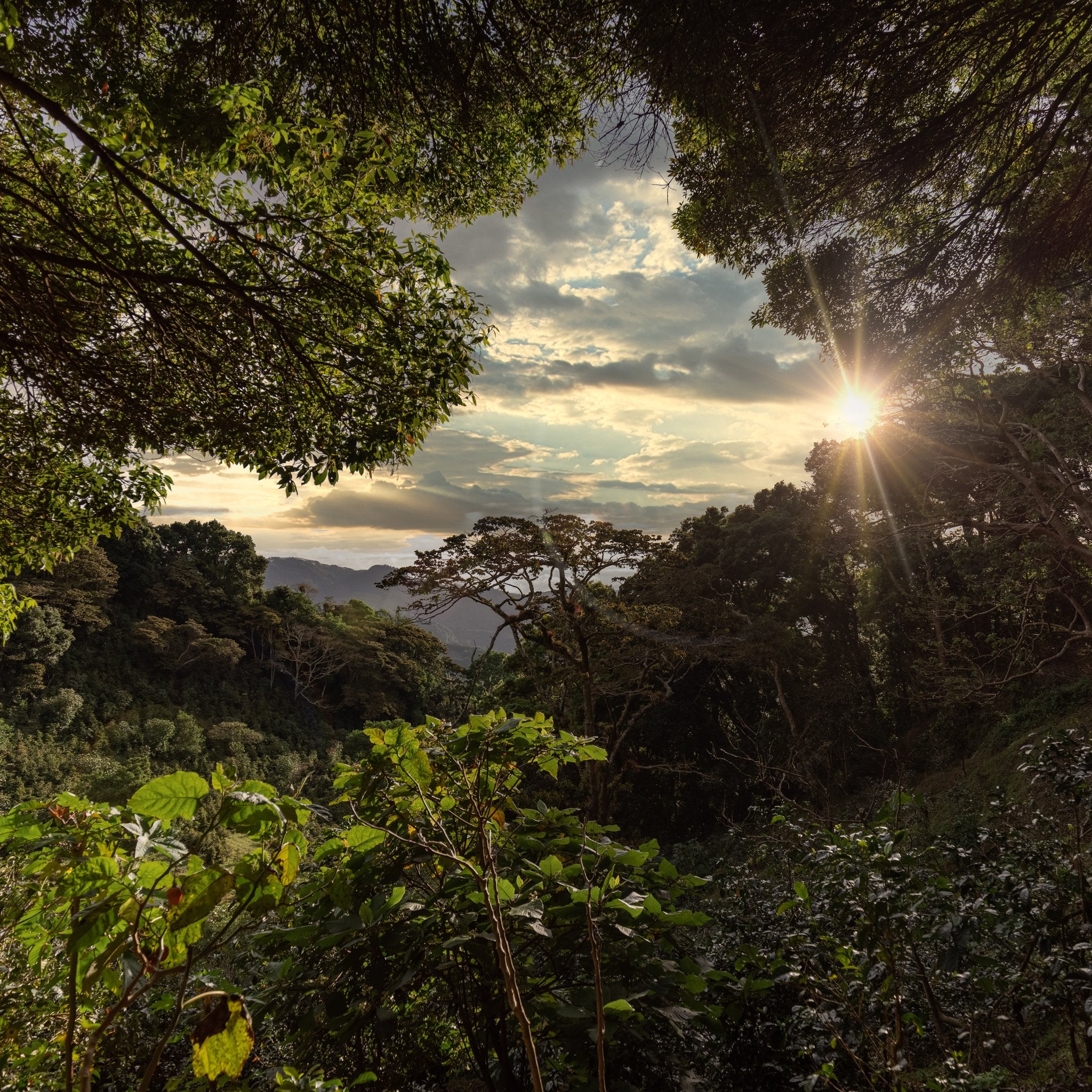 Sol entre los árboles y cafetales de Elida Estate, en Alto Quiel, Boquete, Panamá