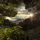 Sol entre los árboles y cafetales de Elida Estate, en Alto Quiel, Boquete, Panamá