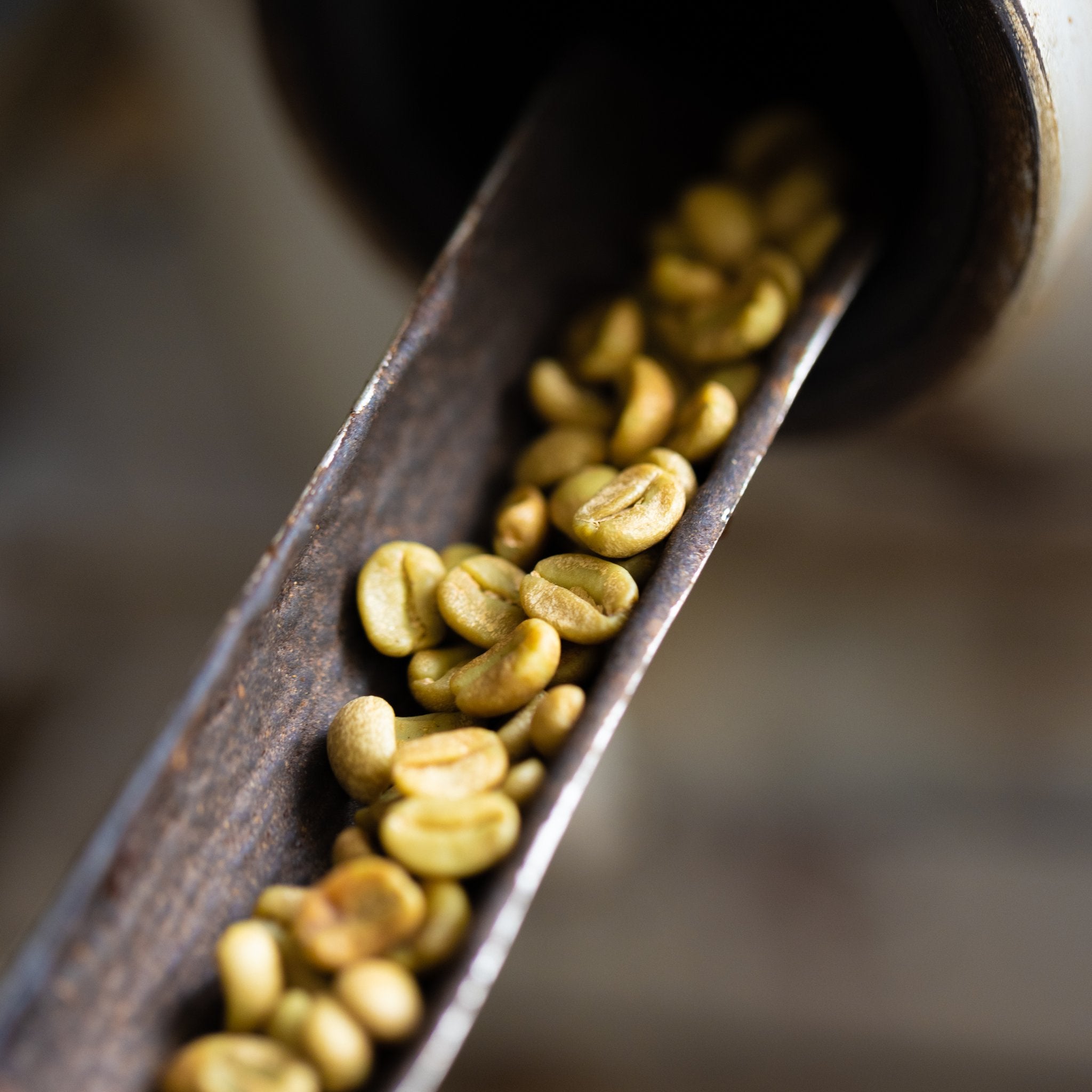 Granos de café verde en un muestreador, Elida Estate, Boquete